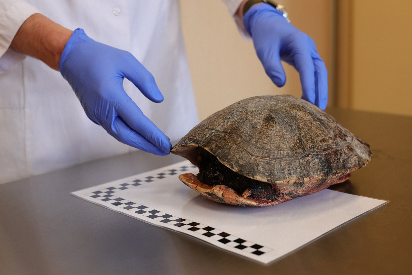 Fotografia 1. Znaleziony martwy okaz żółwia ozdobnego – fot. dr hab. Anna Maria Kubicka (UPP).