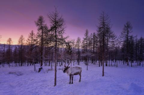 Renifer w śniegu, w tle malowniczy zachód słońca