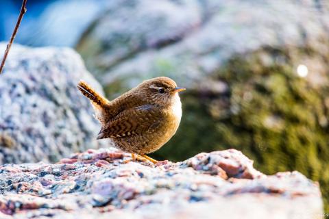 Na kamieniu siedzi mały brązowy ptak, obserwujący otoczenie