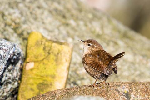 Na kamieniu stoi mały brązowy ptak, otoczony naturalnym otoczeniem