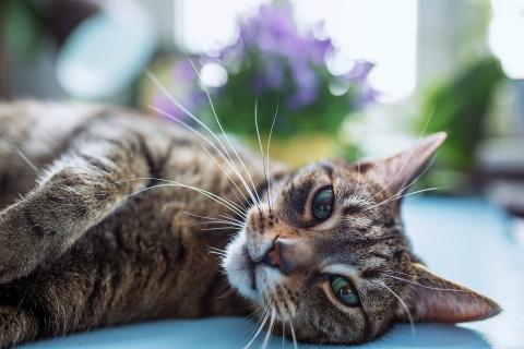 Kot odpoczywa na stole, za nim widać kwiat