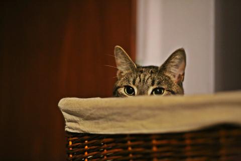 Ciekawski kotek zerkający zza kosza, gotowy do zabawy