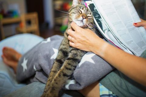 Osoba czyta gazetę, trzymając na kolanach kota