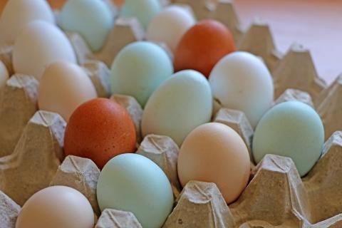 Jajka w kartonowej wytłaczance, są w różnych kolorach, w tym białe, brązowe i niebieskie, ułożone w rzędy