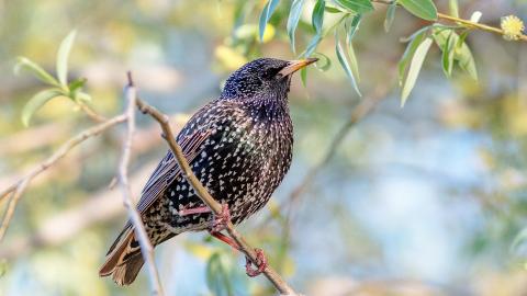 Szpak siedzi na gałęzi w słońcu, w tle zielone liście
