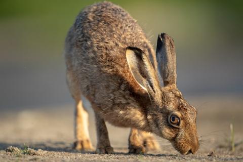 Na ziemi stoi brązowy zając, z wyprostowanymi uszami i czujnym spojrzeniem. Zdjęcie: Krzysztof Chomicz