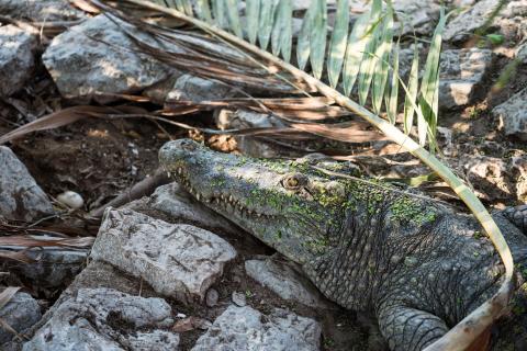 Duży aligator wyleguje się na ziemi, otoczony trawą i roślinnością