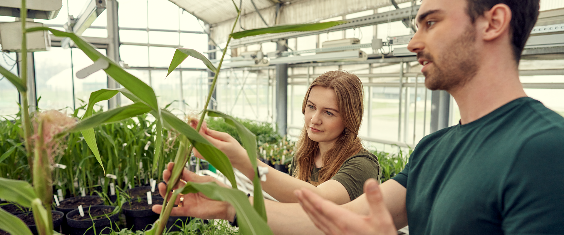 dwójka doktorantów obserwuje postępy swoich badań, oglądając liście kukurydzy rosnącej w szklarni