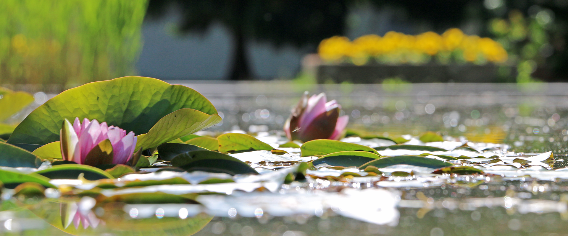 zdjęcie roślinności w stawie na kampusie Uniwersytetu Przyrodniczego w Poznaniu