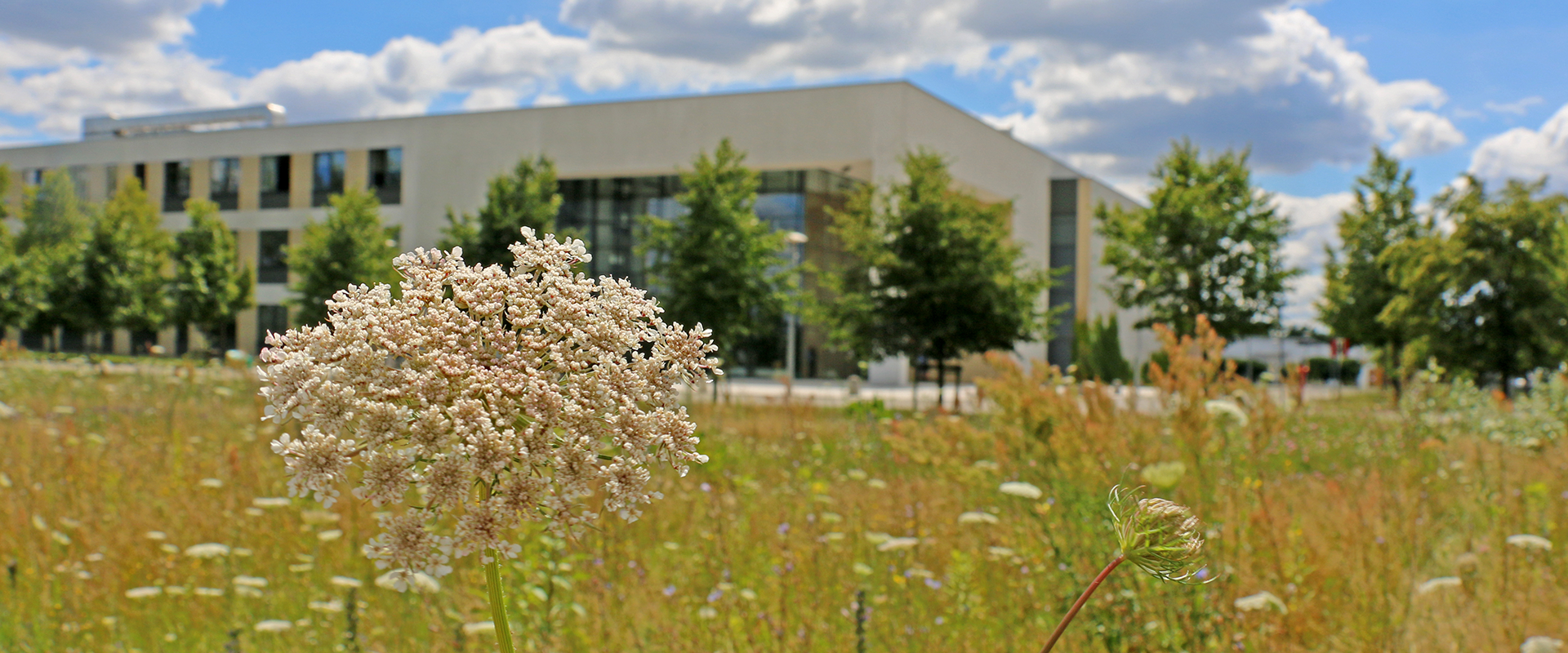 widok roślin na łące segetalnej, w tle budynek Biocentrum Uniwersytetu Przyrodniczego w Poznaniu