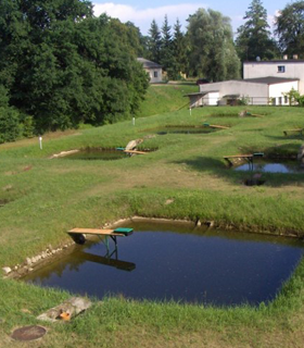 Stawy rybne w Muchocinie