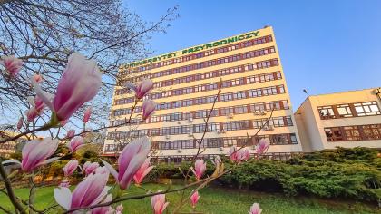 magnolie przed Collegium Maximum na kampusie głównym Uniwersytetu Przyrodniczego w Poznaniu