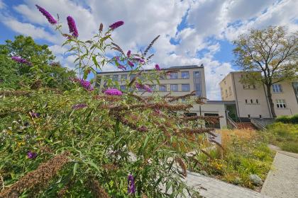 roślinność na kampusie Ogrody Uniwersytetu Przyrodniczego w Poznaniu