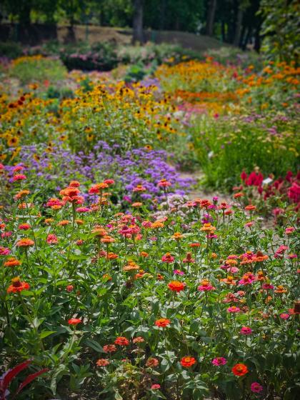 roślinność na kampusie Ogrody Uniwersytetu Przyrodniczego w Poznaniu