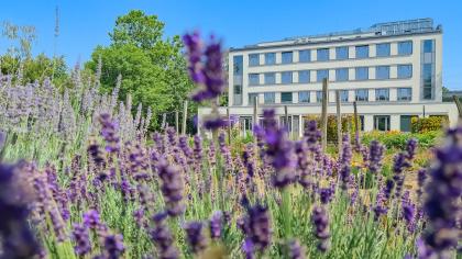 widok na nową część budynku na kampusie Ogrody Uniwersytetu Przyrodniczego w Poznaniu, na pierwszym planie lawenda