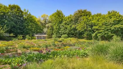 poletka doświadczalne na kampusie Ogrody Uniwersytetu Przyrodniczego w Poznaniu