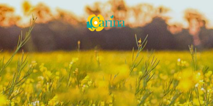 zbliżenie na pole rzepaku