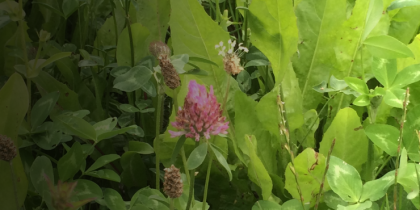 zdjęcie koniczyny wśród traw