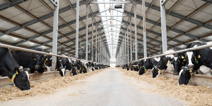 zdjęcie przedstawia nowoczesną oborę, na środku przejście a po obu stronach krowy jedzą siano