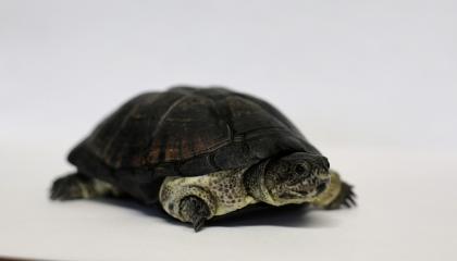 Dorosła samica Pelusios nanus (matka młodych)