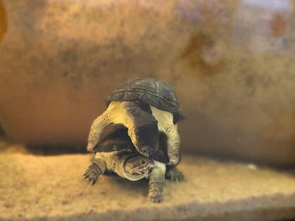 Gody Pelusios nanus (para rodzicielska)