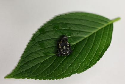 Młody osobnik Pelusios nanus