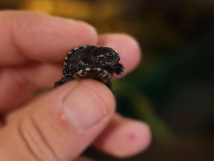 Młody osobnik Pelusios nanus