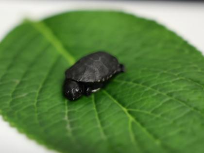 Młody osobnik Pelusios nanus