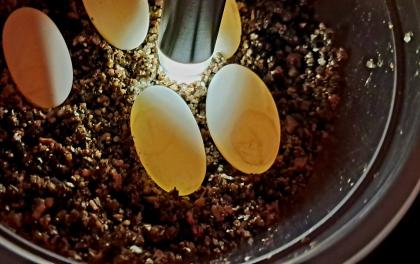 Rozwijające się jaja Pelusios nanus 