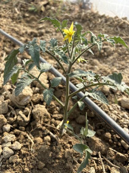 Autorka podczas odbywania stażu naukowego