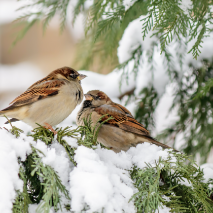 ptaki siedzące na ośnieżonej gałęzi