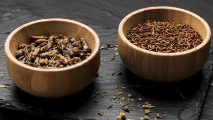 owady jadalne w miseczce 