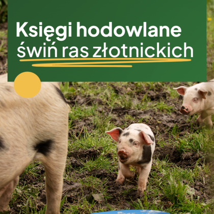 grafika - księgi hodowlane świń rasy złotnickich