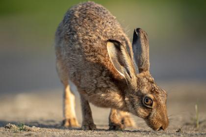Na ziemi stoi brązowy zając, z wyprostowanymi uszami i czujnym spojrzeniem