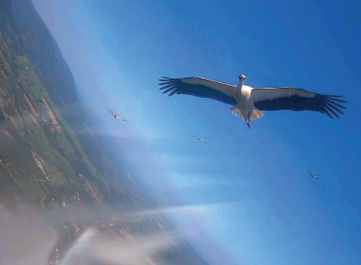 Widok na bociana z kamery na innym ptaku