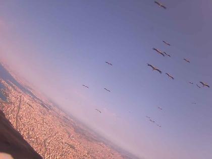 Widok na niebo z kamery na innym ptaku