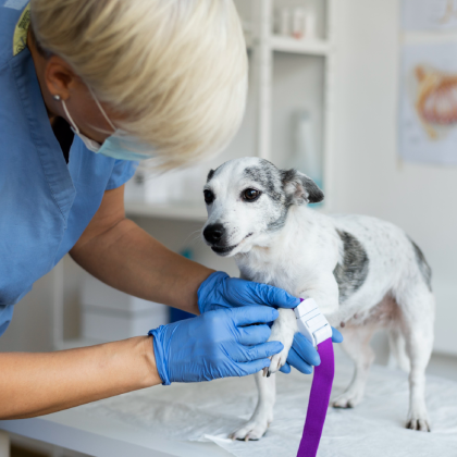 pies u weterynarza