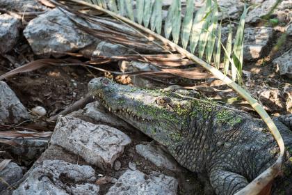 Duży aligator wyleguje się na ziemi, otoczony trawą i roślinnością